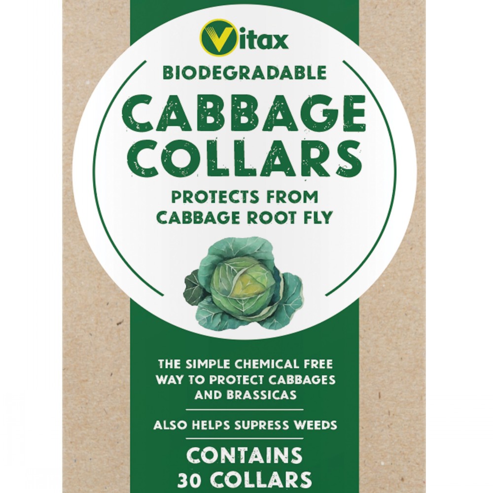 Cabbage Collars x30 Barn Farm Plants