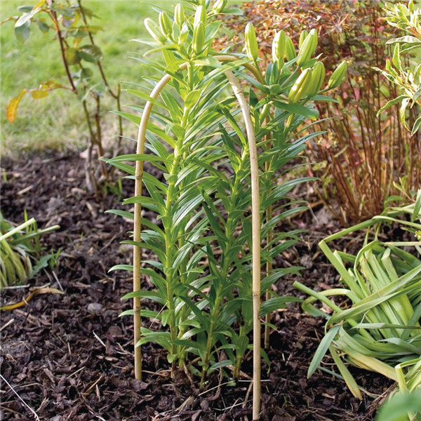 Loop Support Plant Good Life Bamboo Loop | Barn Farm Plants