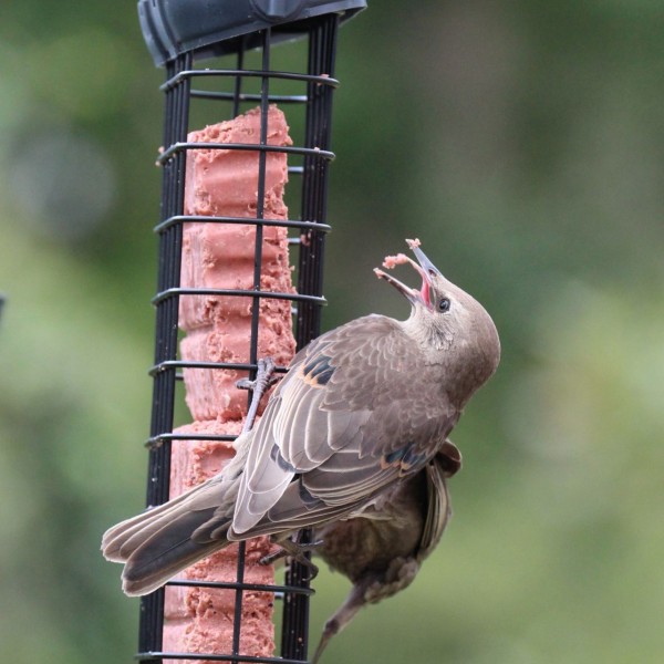 Audubon Park Bird Seed Cake Basket Feeder | Killingworth True Value