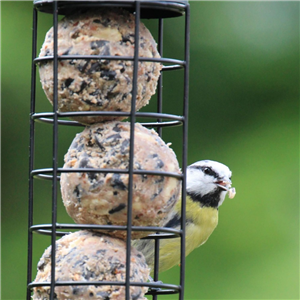 Bird  Wildlife & Pet