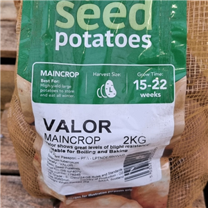 Potato Maincrop Valor