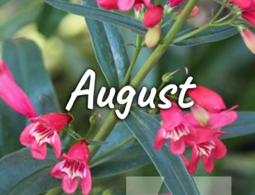 August