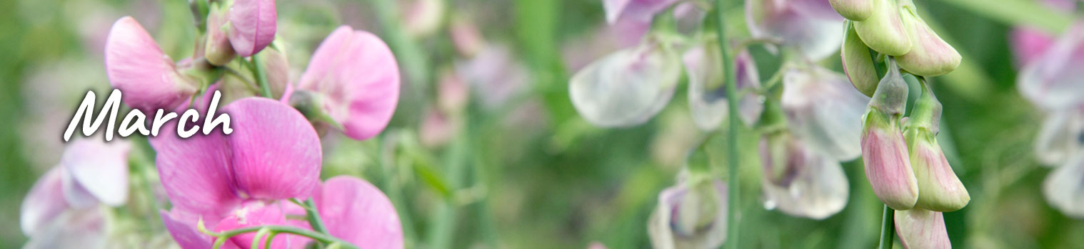 Mar-tips-header