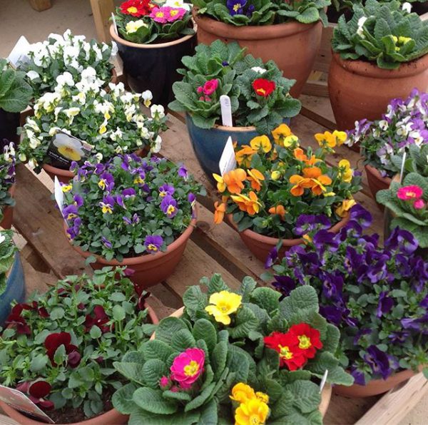 Barn Farm Plants Garden Centre Garden Centre near Banbury