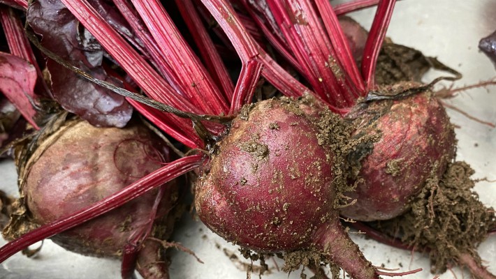 beetroot