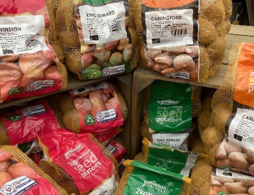 Seed Potatoes are in…