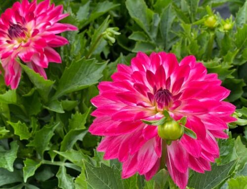 Dahlias…