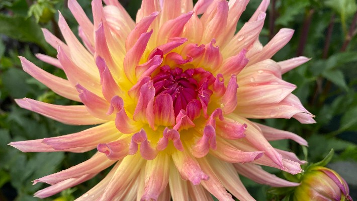 dahlia 3