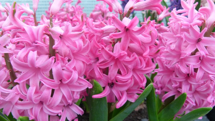 hyacinths
