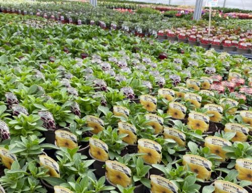 The life of a bedding plant…