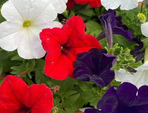 Bedding and Hanging Baskets