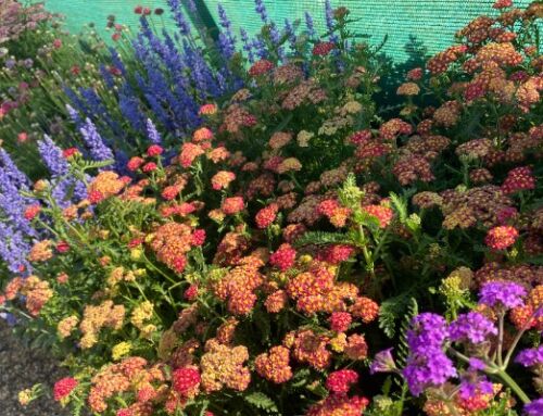 Bee Friendly