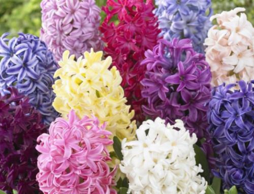Planting Hyacinths for Christmas…