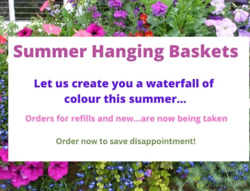 Orders for Hanging Baskets