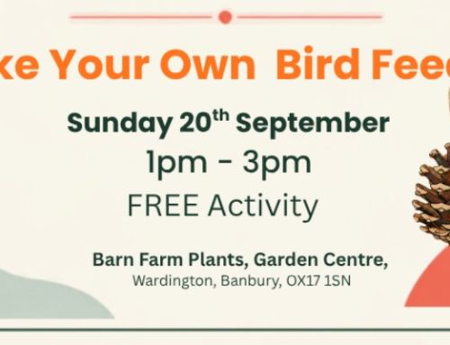 FREE Activity